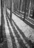 Alienation 1